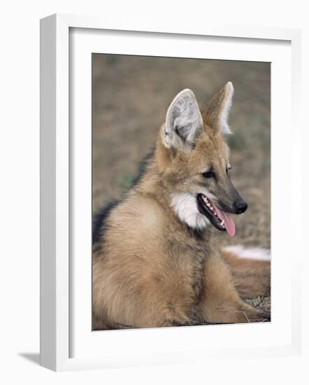 Maned Wolf, Argentina-Gabriel Rojo-Framed Photographic Print