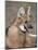 Maned Wolf, Argentina-Gabriel Rojo-Mounted Photographic Print