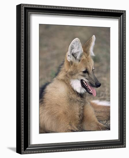 Maned Wolf, Argentina-Gabriel Rojo-Framed Photographic Print