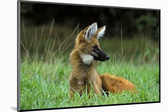 Maned Wolf (Chrysocyon Brachyurus) Looking Alert In Its Natural Habitat-Luiz Claudio Marigo-Mounted Photographic Print