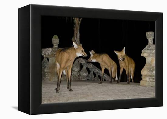 Maned Wolves (Chrysocyon Brachyurus) At Santurio Do Caraca, Where They Are Fed, At Night-Angelo Gandolfi-Framed Premier Image Canvas