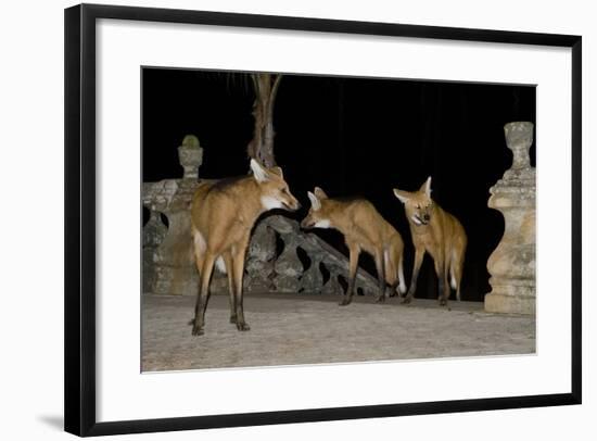 Maned Wolves (Chrysocyon Brachyurus) At Santurio Do Caraca, Where They Are Fed, At Night-Angelo Gandolfi-Framed Photographic Print