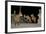 Maned Wolves (Chrysocyon Brachyurus) At Santurio Do Caraca, Where They Are Fed, At Night-Angelo Gandolfi-Framed Photographic Print