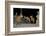 Maned Wolves (Chrysocyon Brachyurus) At Santurio Do Caraca, Where They Are Fed, At Night-Angelo Gandolfi-Framed Photographic Print