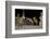 Maned Wolves (Chrysocyon Brachyurus) At Santurio Do Caraca, Where They Are Fed, At Night-Angelo Gandolfi-Framed Photographic Print