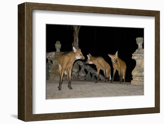 Maned Wolves (Chrysocyon Brachyurus) At Santurio Do Caraca, Where They Are Fed, At Night-Angelo Gandolfi-Framed Photographic Print