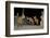 Maned Wolves (Chrysocyon Brachyurus) At Santurio Do Caraca, Where They Are Fed, At Night-Angelo Gandolfi-Framed Photographic Print