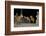 Maned Wolves (Chrysocyon Brachyurus) At Santurio Do Caraca, Where They Are Fed, At Night-Angelo Gandolfi-Framed Photographic Print