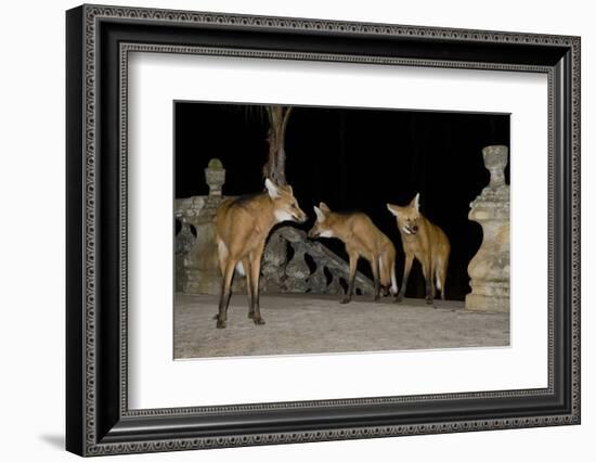 Maned Wolves (Chrysocyon Brachyurus) At Santurio Do Caraca, Where They Are Fed, At Night-Angelo Gandolfi-Framed Photographic Print