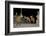 Maned Wolves (Chrysocyon Brachyurus) At Santurio Do Caraca, Where They Are Fed, At Night-Angelo Gandolfi-Framed Photographic Print