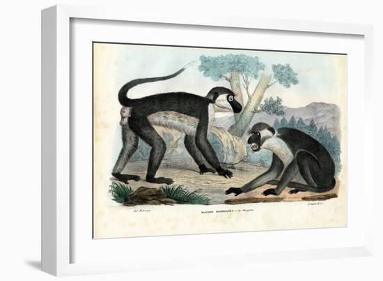 Mangabey, 1863-79-Raimundo Petraroja-Framed Giclee Print