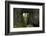 Mangapohue Natural Bridge, Waitomo District, Waikato, North Island, New Zealand-David Wall-Framed Photographic Print