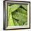 Mangetout with Drops of Water-Chris Schäfer-Framed Photographic Print