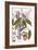 Mangifera Indica-null-Framed Giclee Print