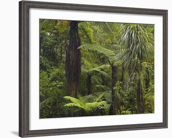 Manginangina Kauri Walk, Puketi Forest, Near Kerikeri, Northland, North Island, New Zealand-David Wall-Framed Photographic Print