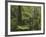 Manginangina Kauri Walk, Puketi Forest, Near Kerikeri, Northland, North Island, New Zealand-David Wall-Framed Photographic Print