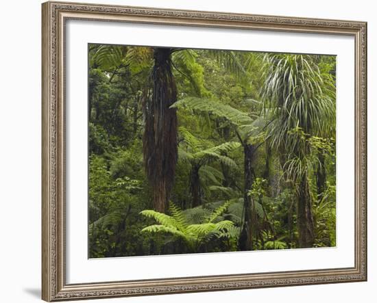 Manginangina Kauri Walk, Puketi Forest, Near Kerikeri, Northland, North Island, New Zealand-David Wall-Framed Photographic Print