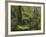 Manginangina Kauri Walk, Puketi Forest, Near Kerikeri, Northland, North Island, New Zealand-David Wall-Framed Photographic Print