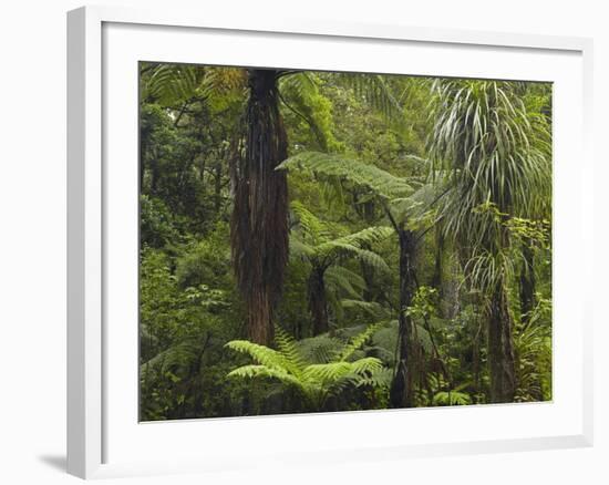 Manginangina Kauri Walk, Puketi Forest, Near Kerikeri, Northland, North Island, New Zealand-David Wall-Framed Photographic Print