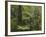 Manginangina Kauri Walk, Puketi Forest, Near Kerikeri, Northland, North Island, New Zealand-David Wall-Framed Photographic Print