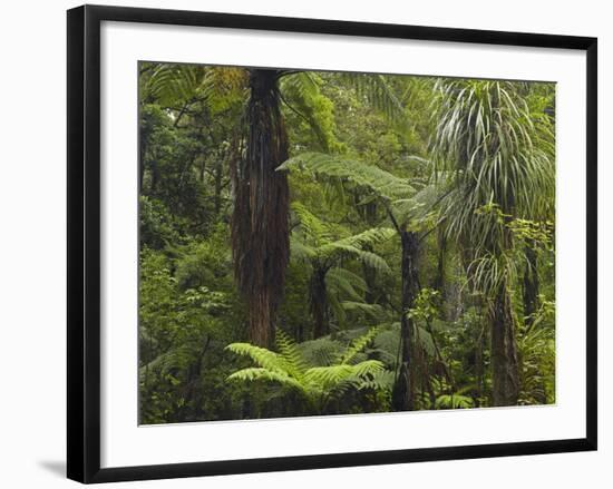 Manginangina Kauri Walk, Puketi Forest, Near Kerikeri, Northland, North Island, New Zealand-David Wall-Framed Photographic Print