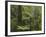 Manginangina Kauri Walk, Puketi Forest, Near Kerikeri, Northland, North Island, New Zealand-David Wall-Framed Photographic Print