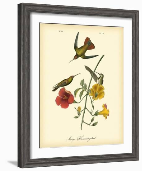 Mango Hummingbird-John James Audubon-Framed Giclee Print