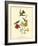 Mango Hummingbird-John James Audubon-Framed Giclee Print