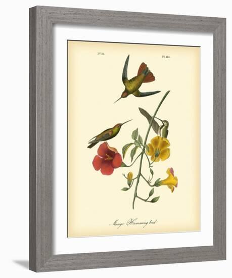 Mango Hummingbird-John James Audubon-Framed Giclee Print