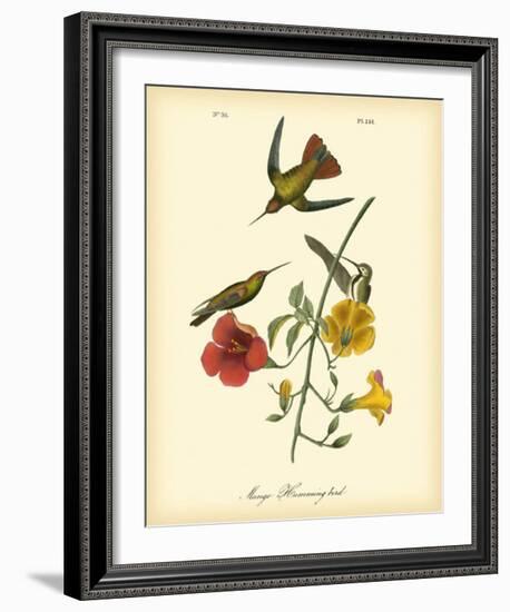 Mango Hummingbird-John James Audubon-Framed Giclee Print