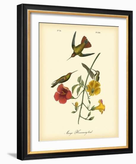 Mango Hummingbird-John James Audubon-Framed Giclee Print