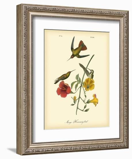 Mango Hummingbird-John James Audubon-Framed Art Print