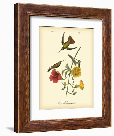 Mango Hummingbird-John James Audubon-Framed Art Print