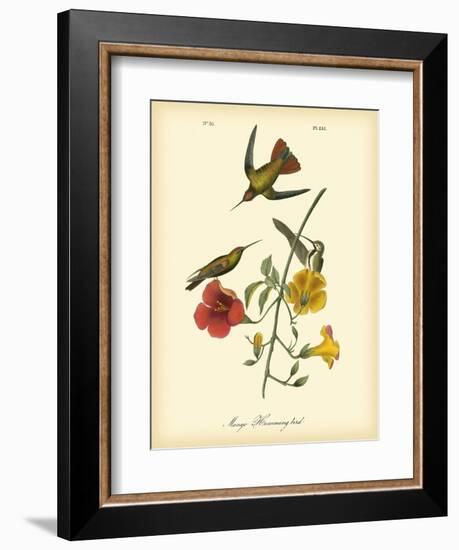 Mango Hummingbird-John James Audubon-Framed Art Print