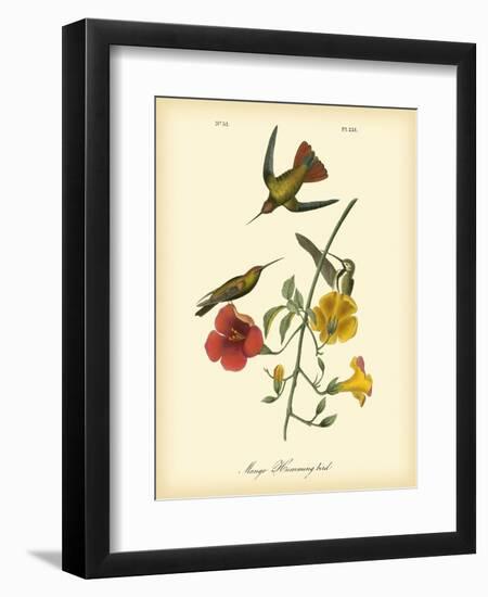 Mango Hummingbird-John James Audubon-Framed Art Print