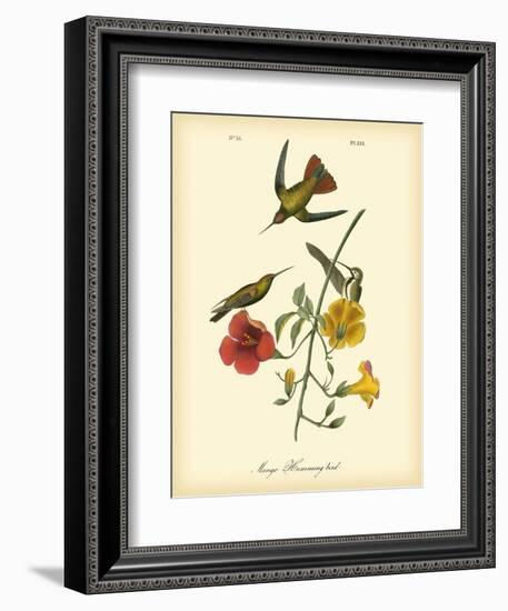 Mango Hummingbird-John James Audubon-Framed Art Print