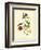 Mango Hummingbird-John James Audubon-Framed Art Print