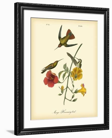 Mango Hummingbird-John James Audubon-Framed Art Print