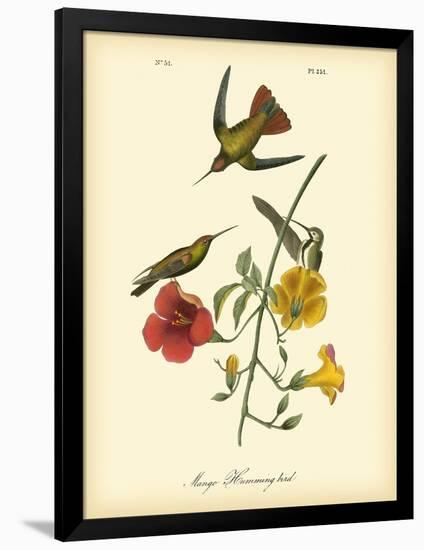 Mango Hummingbird-John James Audubon-Framed Premium Giclee Print