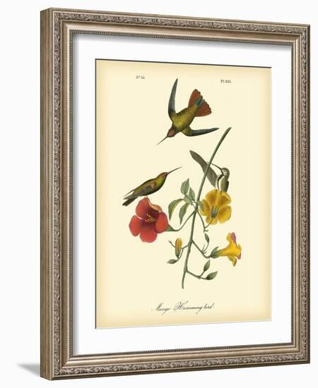 Mango Hummingbird-John James Audubon-Framed Art Print