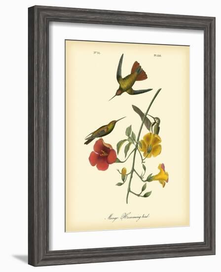 Mango Hummingbird-John James Audubon-Framed Art Print