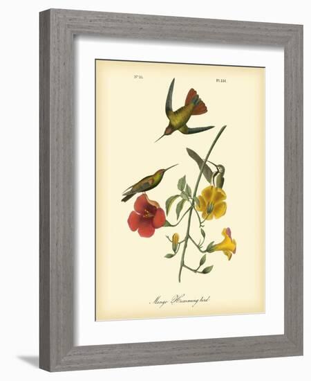 Mango Hummingbird-John James Audubon-Framed Art Print