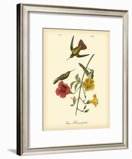 Mango Hummingbird-John James Audubon-Framed Art Print