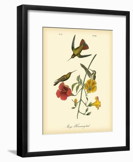 Mango Hummingbird-John James Audubon-Framed Art Print