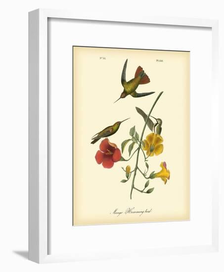 Mango Hummingbird-John James Audubon-Framed Art Print