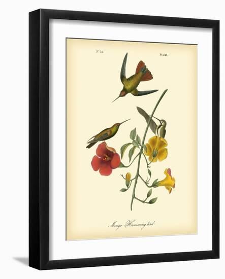 Mango Hummingbird-John James Audubon-Framed Art Print