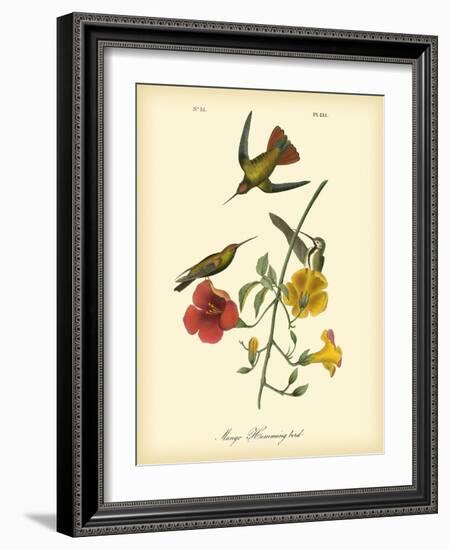 Mango Hummingbird-John James Audubon-Framed Art Print