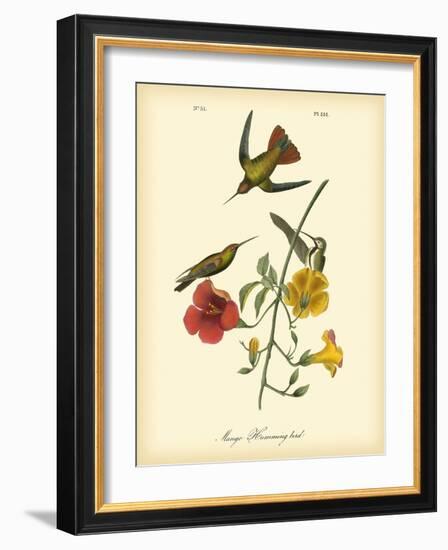 Mango Hummingbird-John James Audubon-Framed Art Print