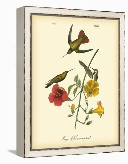 Mango Hummingbird-John James Audubon-Framed Stretched Canvas