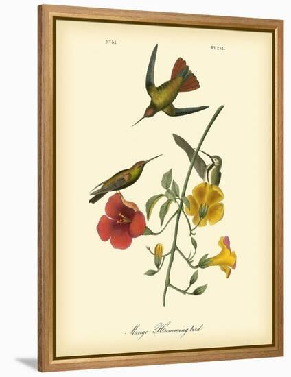 Mango Hummingbird-John James Audubon-Framed Stretched Canvas